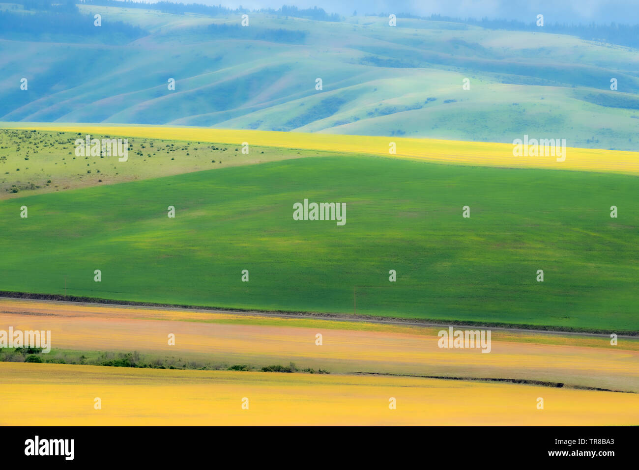 Immagine surreale di campi di grano e colline in Umatilla County, Oregon. Foto Stock