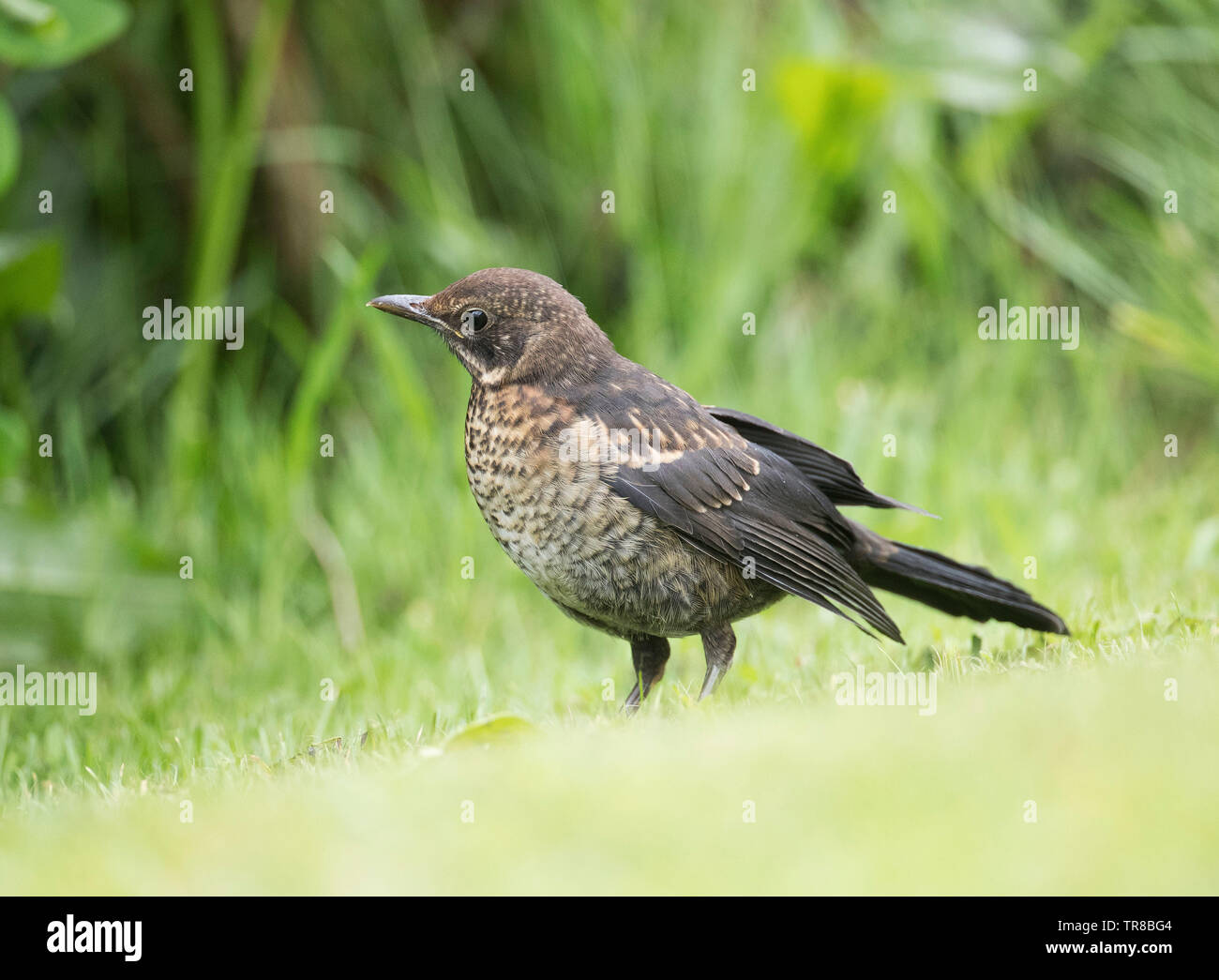 I capretti Merlo, morula Turdus, sulla banca di erba, Wales, Regno Unito Foto Stock