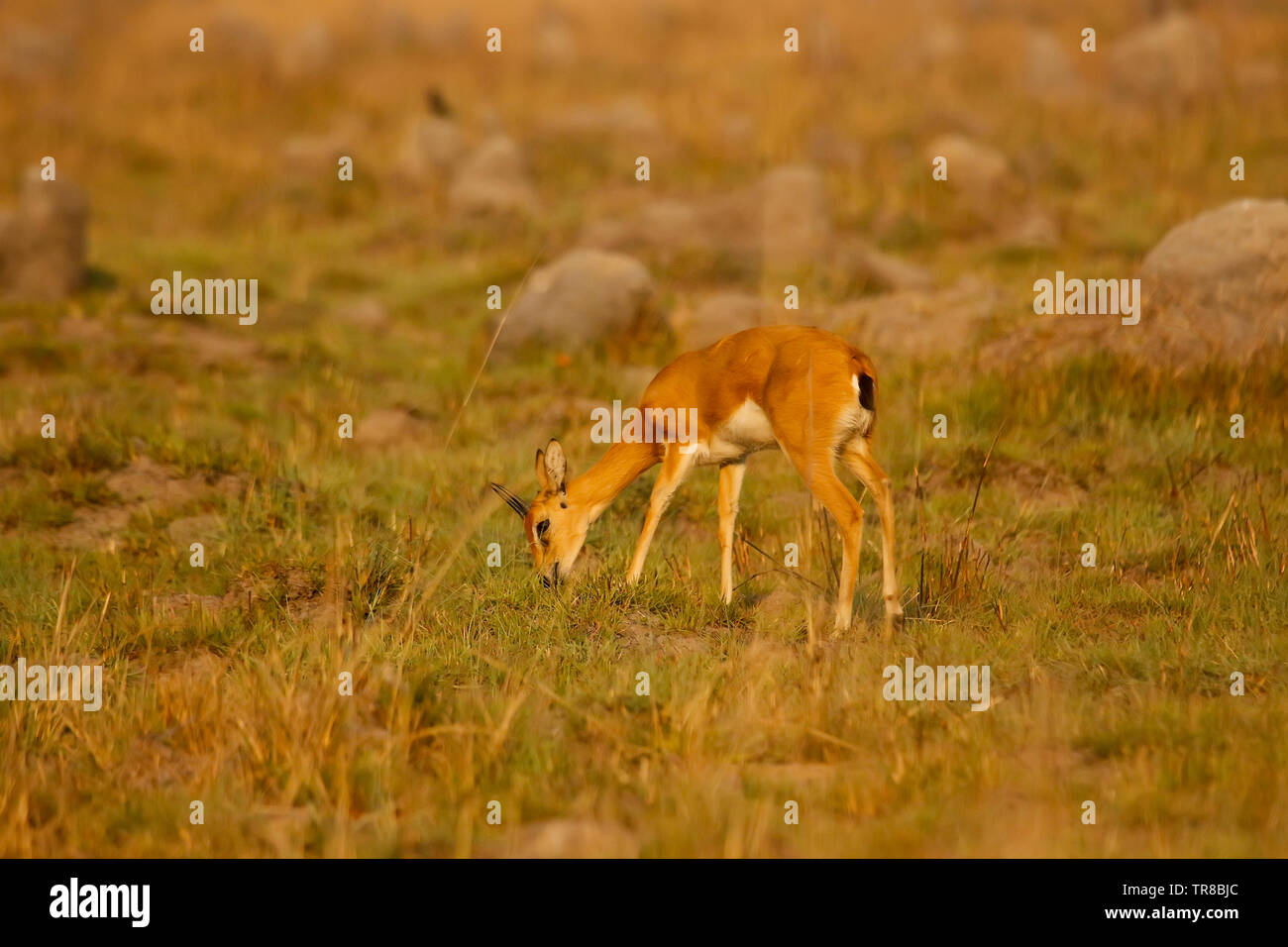 Maschio della, Oribi Ourebia ourebi, Busanga Plains. Parco Nazionale di Kafue. Zambia Foto Stock