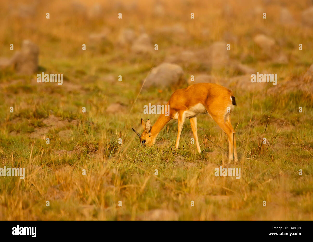 Maschio della, Oribi Ourebia ourebi, Busanga Plains. Parco Nazionale di Kafue. Zambia Foto Stock
