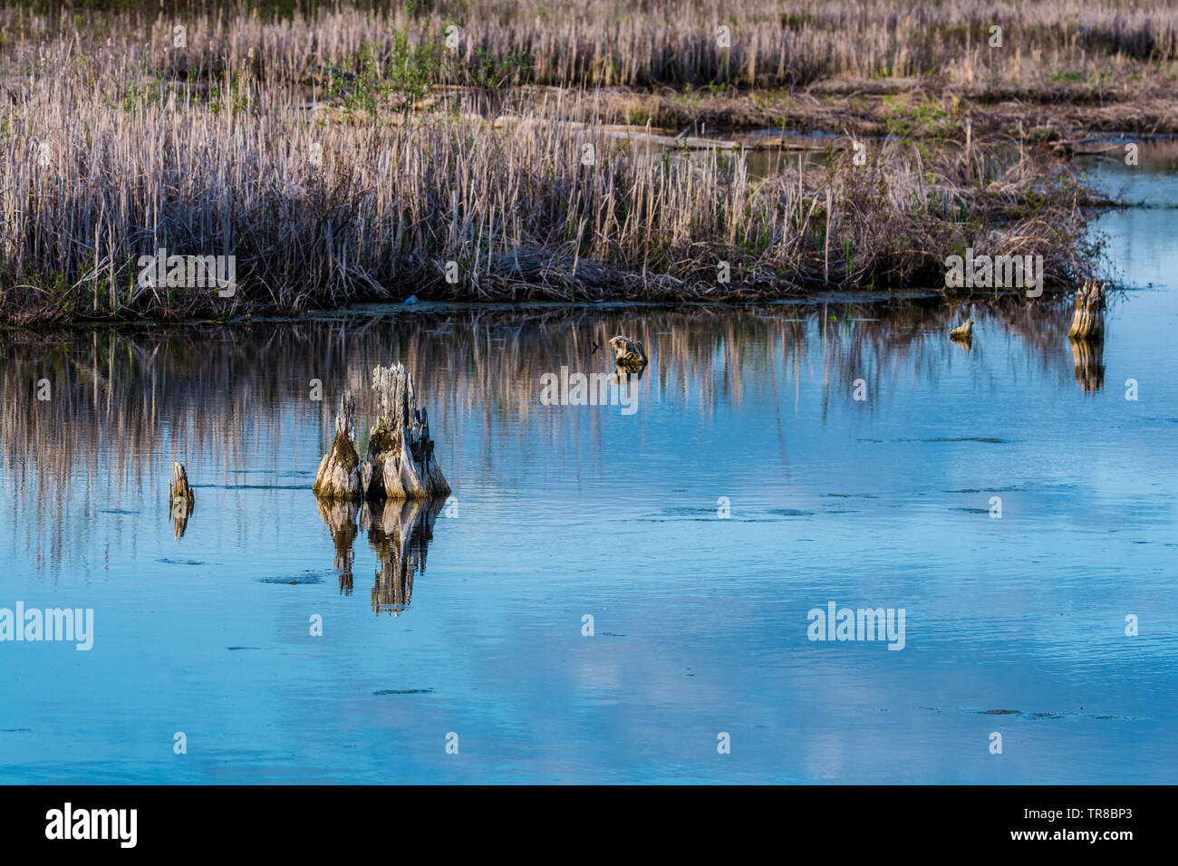 Placido lago in una giornata di sole con legno di deriva Foto Stock