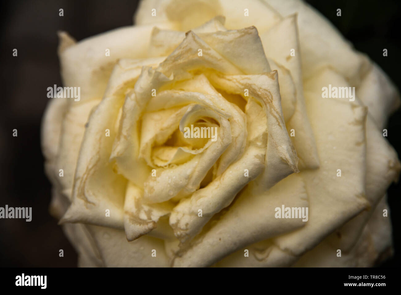 Sguardo ravvicinato di un bel rosa bianca con alcune gocce di pioggia sulle foglie.sfondo nero. Foto Stock