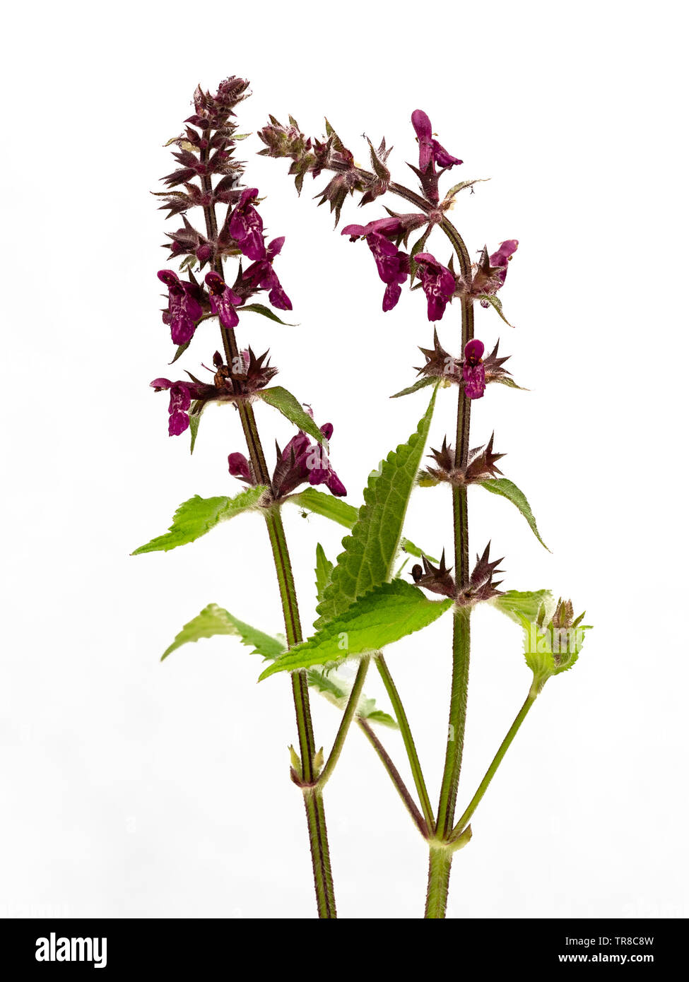 White contrassegnati in rosso-viola fiori disposti in spire i picchi della siepe woundwort, Stachys sylvatica, su sfondo bianco Foto Stock