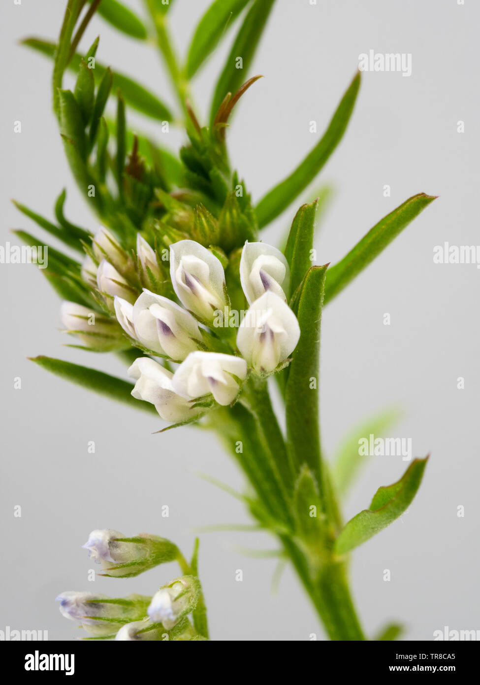 Immagine ravvicinata di piccole strisce viola bianco fiori annuali dei concime verde raccolto, Vicia hirsuta, hairy tara Foto Stock