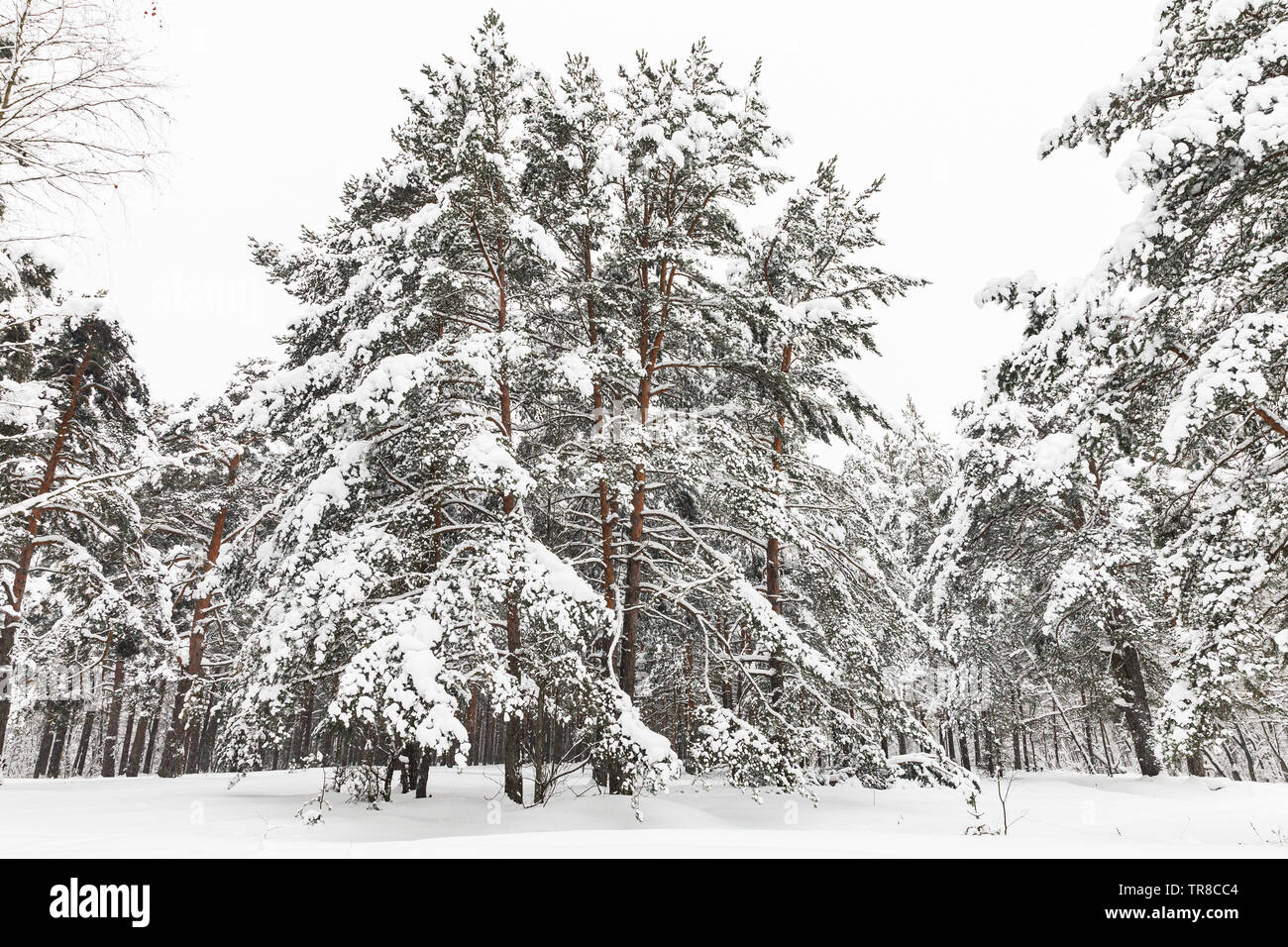 Alberi di pino in boschi innevati, naturale paesaggio invernale. Foto di sfondo Foto Stock