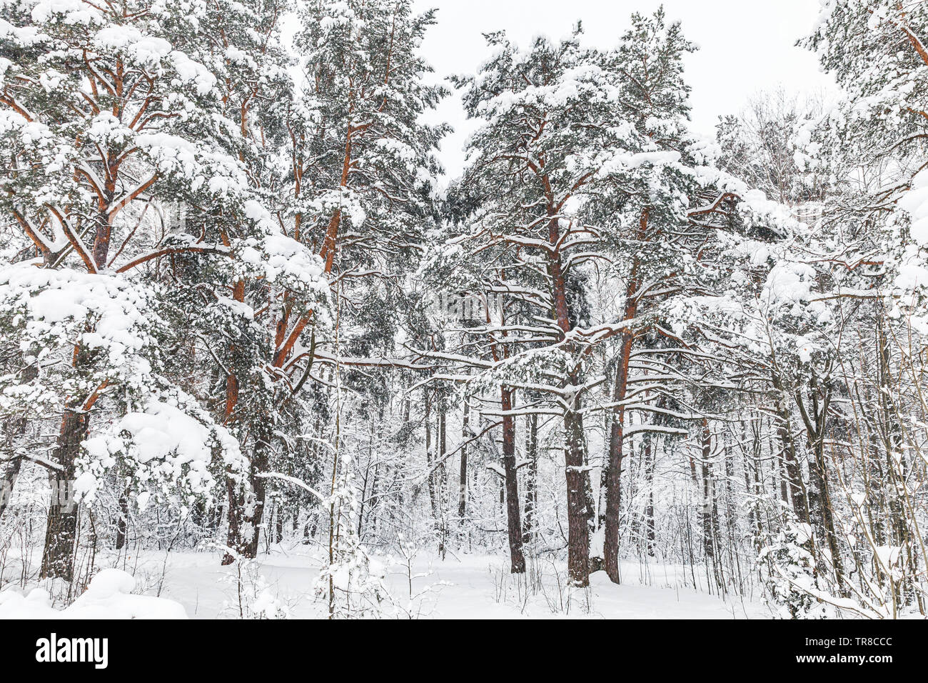 Boschi innevati con alberi di pino, naturale paesaggio invernale. Foto di sfondo Foto Stock