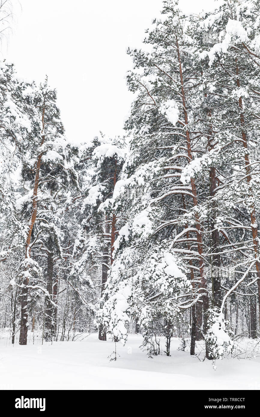 Inverno foresta con alberi di pino. Verticale foto di sfondo Foto Stock