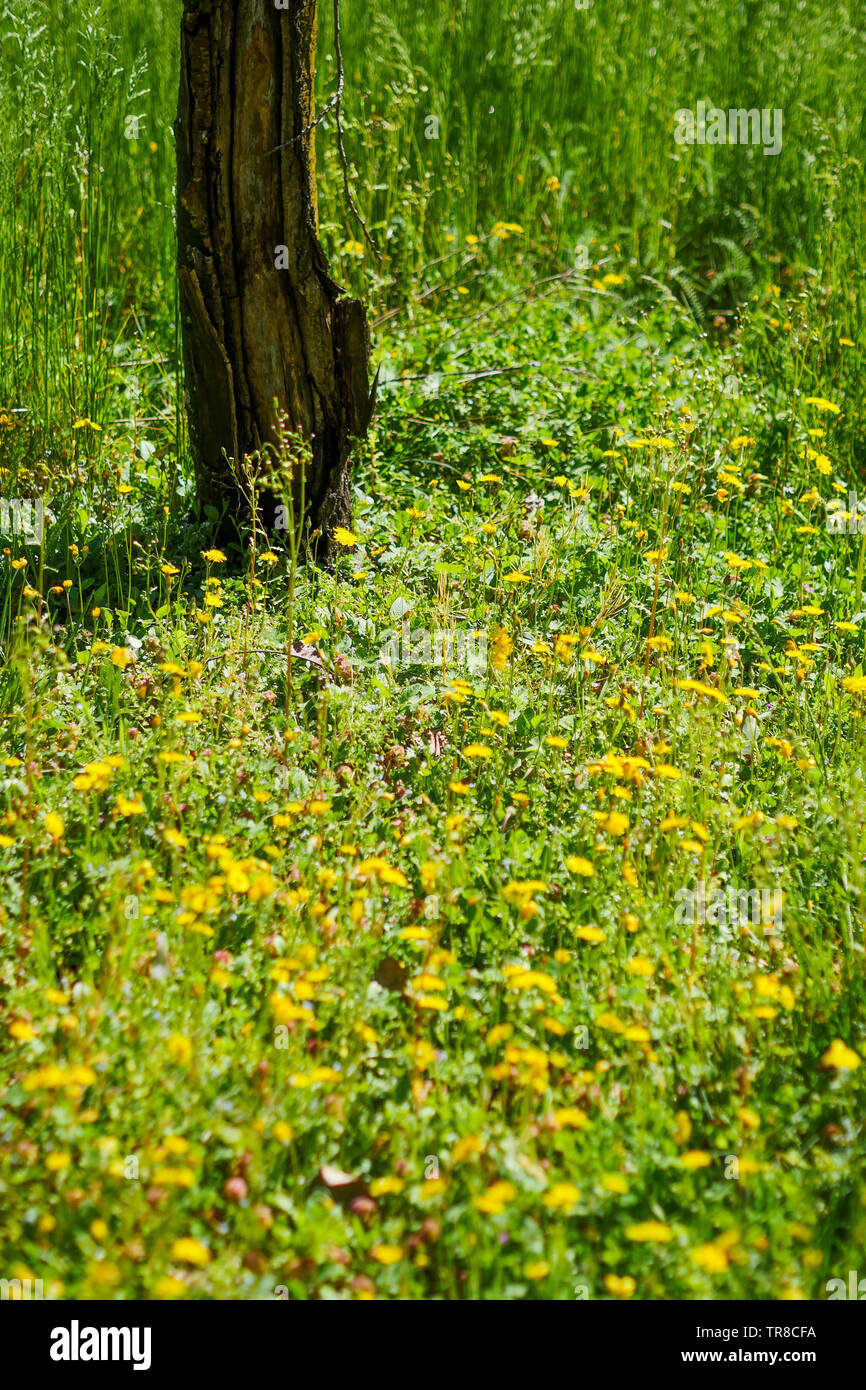Vista la primavera di un Abandonned giardino che circonda un uomo morto house, Lione, Francia Foto Stock