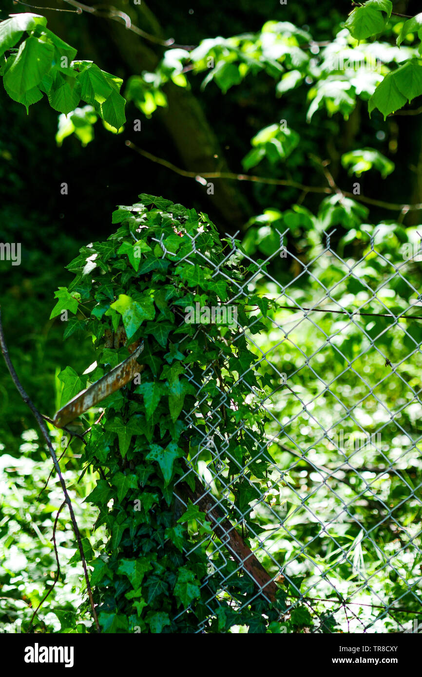 Vista la primavera di un Abandonned giardino che circonda un uomo morto house, Lione, Francia Foto Stock