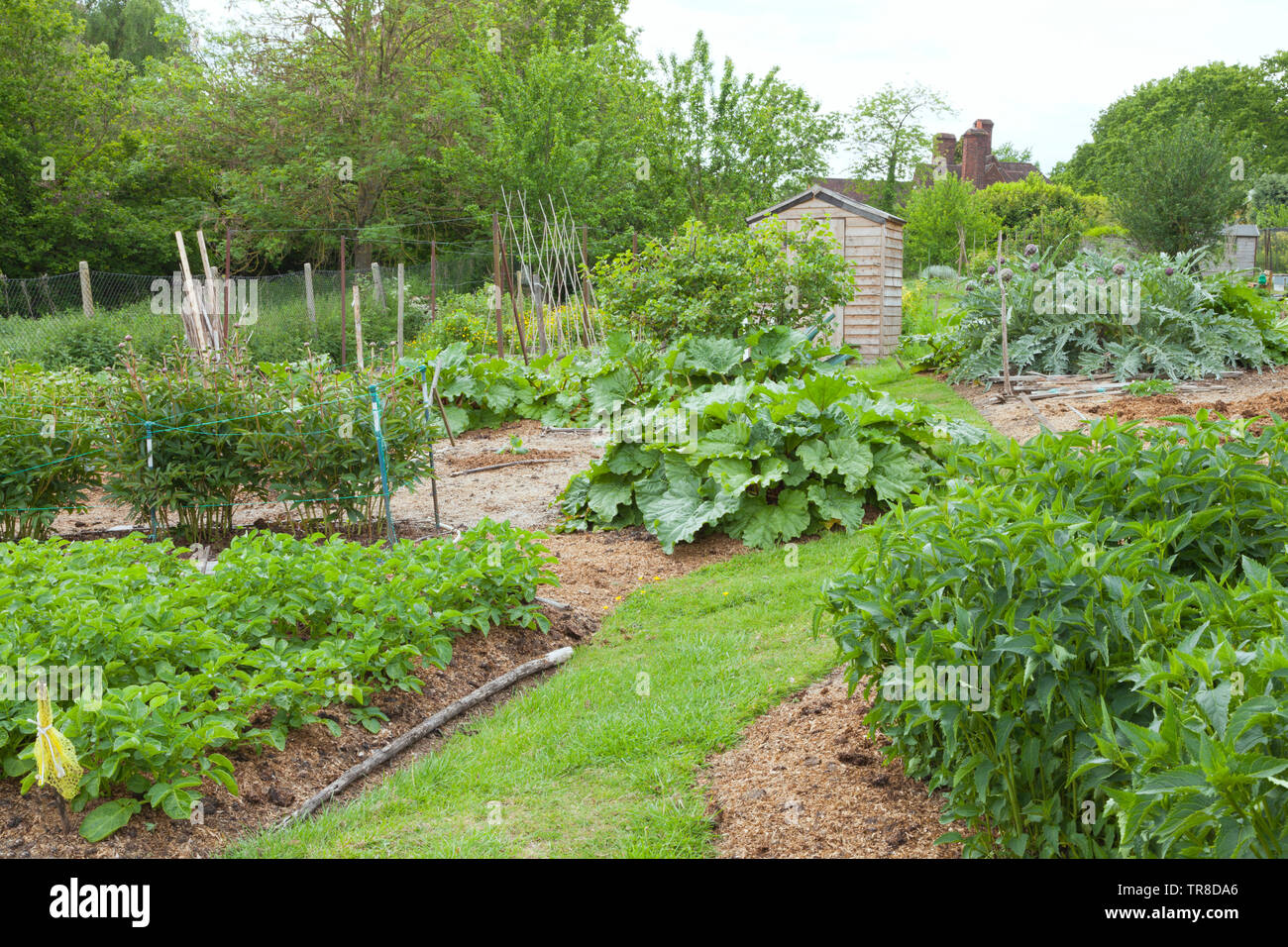 Orto giardino con fiori di peonia, patate, Carciofo, Rabarbaro, frutta arbusti ed alberi e piccola tettoia in legno in background, English Rural coun Foto Stock