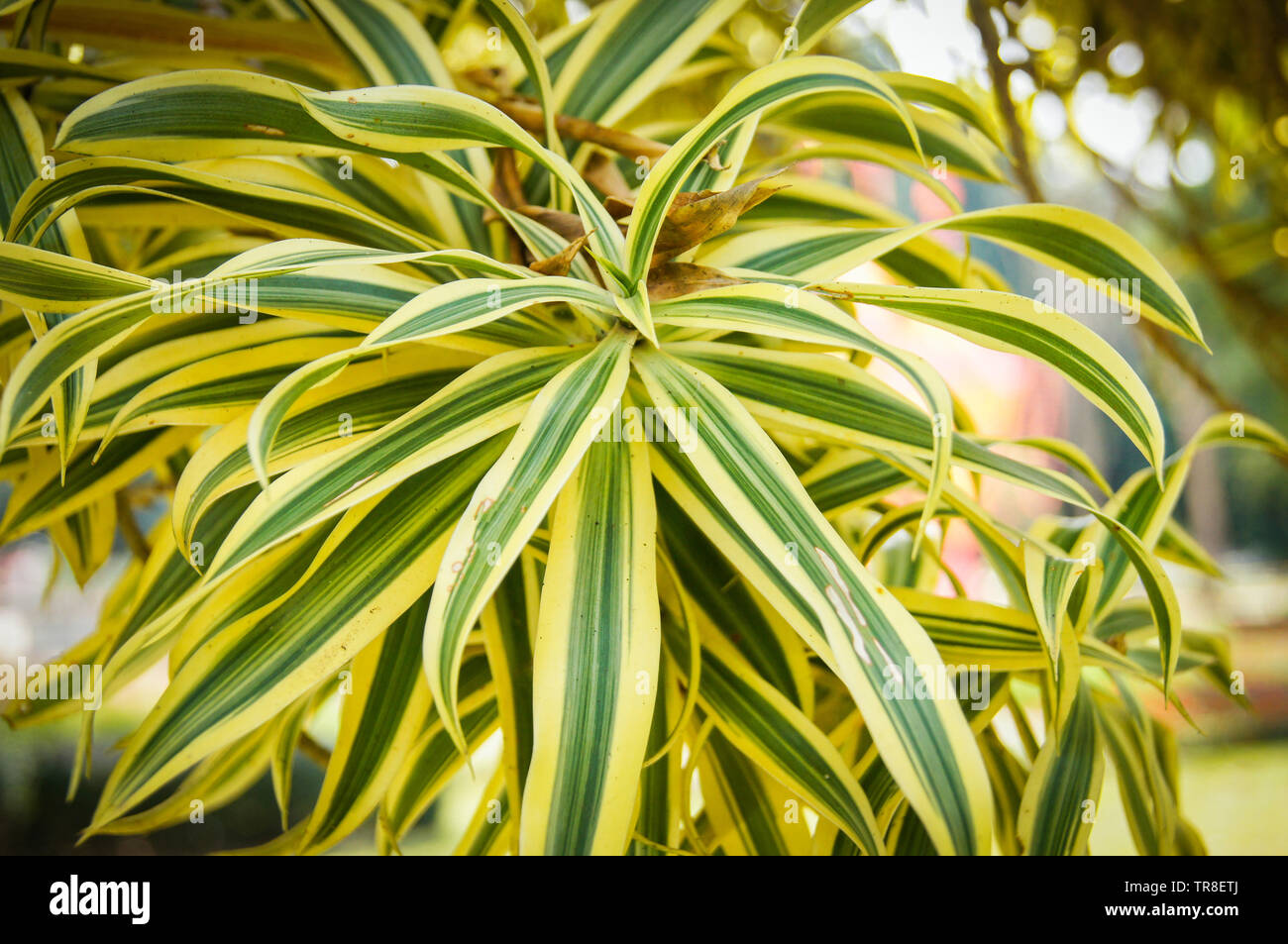 Dracaena reflexa Lam - canzone di India albero / impianto Asparagaceae Foto  stock - Alamy