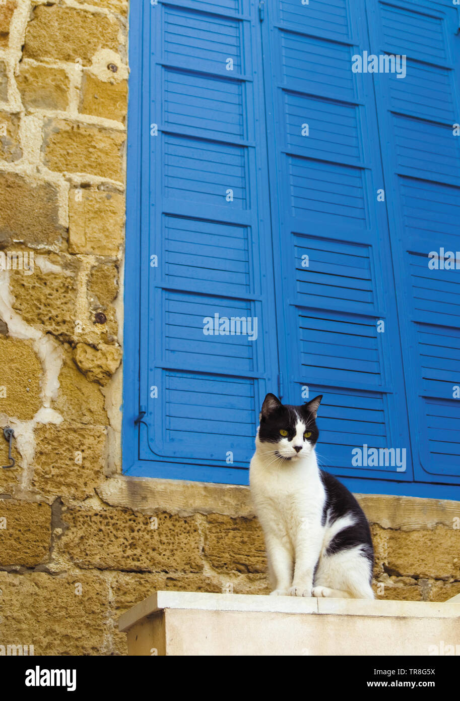 Bianco e nero gatto è seduto contro blu otturatore della vecchia casa Foto Stock