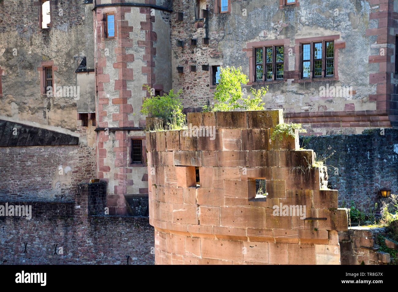 Piante verdi e albero che cresce in Heidelberg rovine del castello Foto Stock