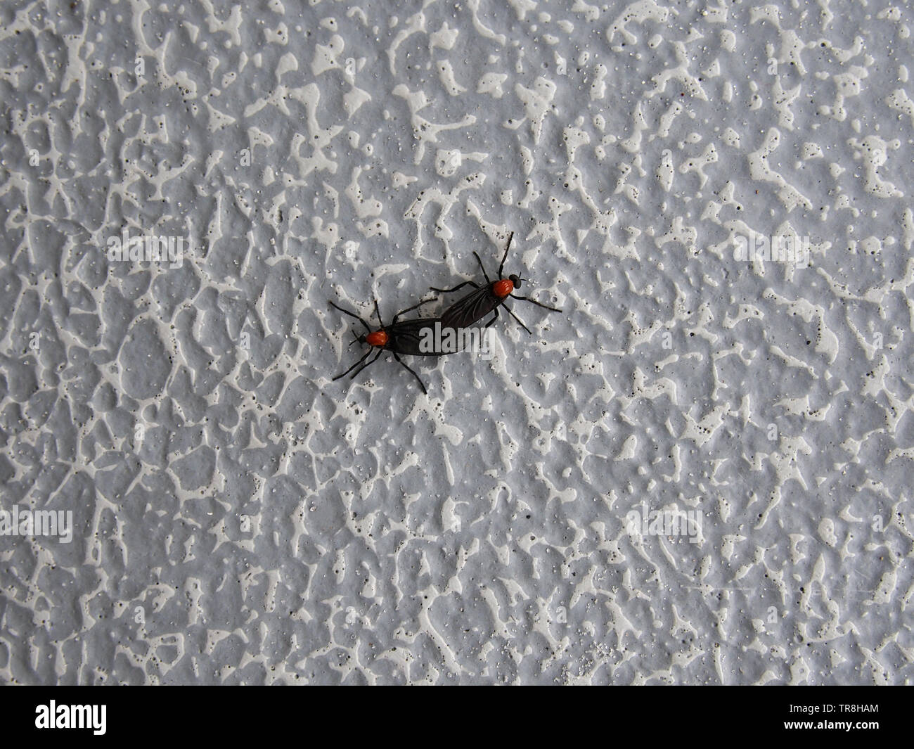 L'accoppiamento Love Bugs, STATI UNITI D'AMERICA, 9 maggio 2019, © Katharine Andriotis Foto Stock