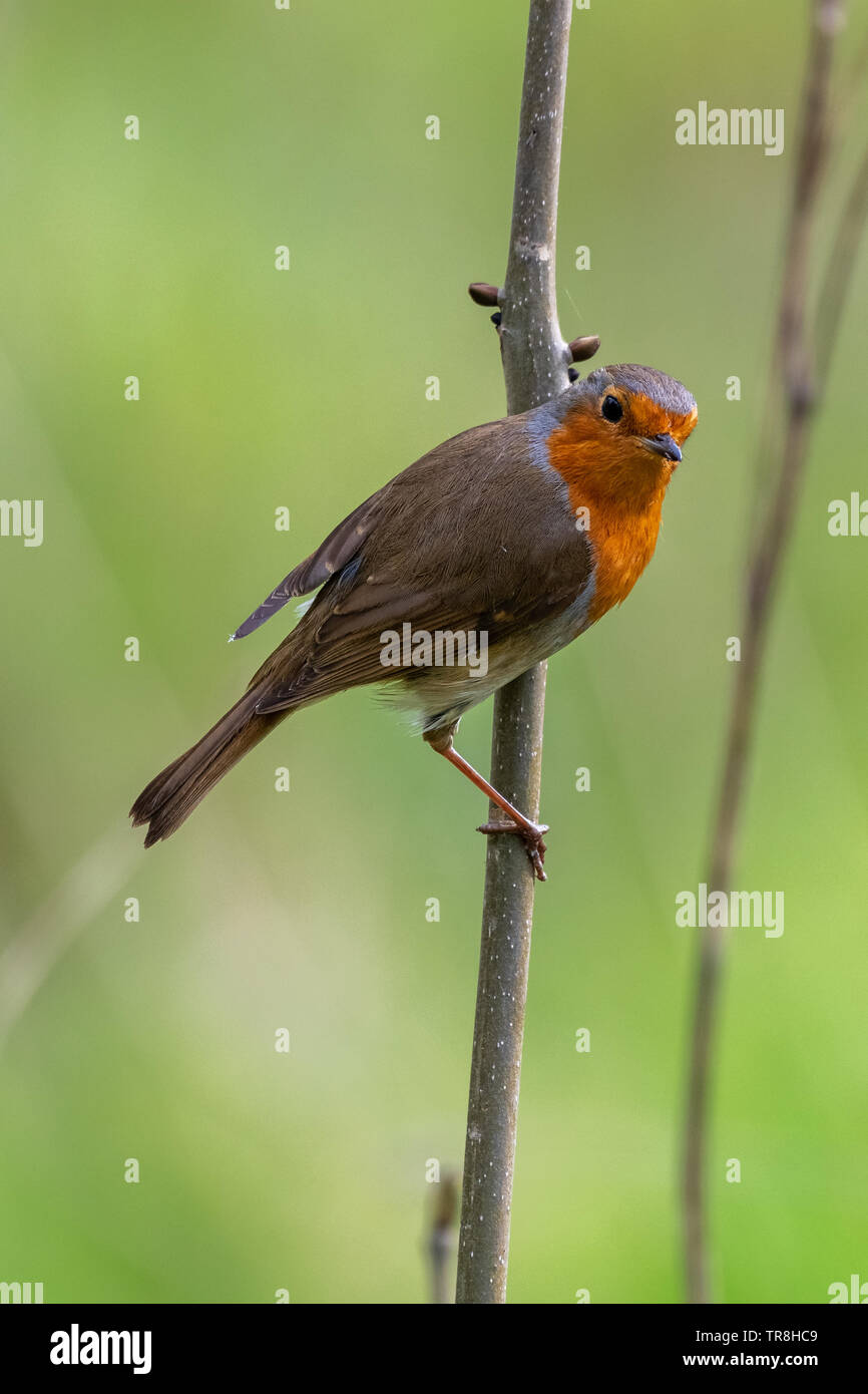 Unione robin (Erithacus rubecula) molla Foto Stock