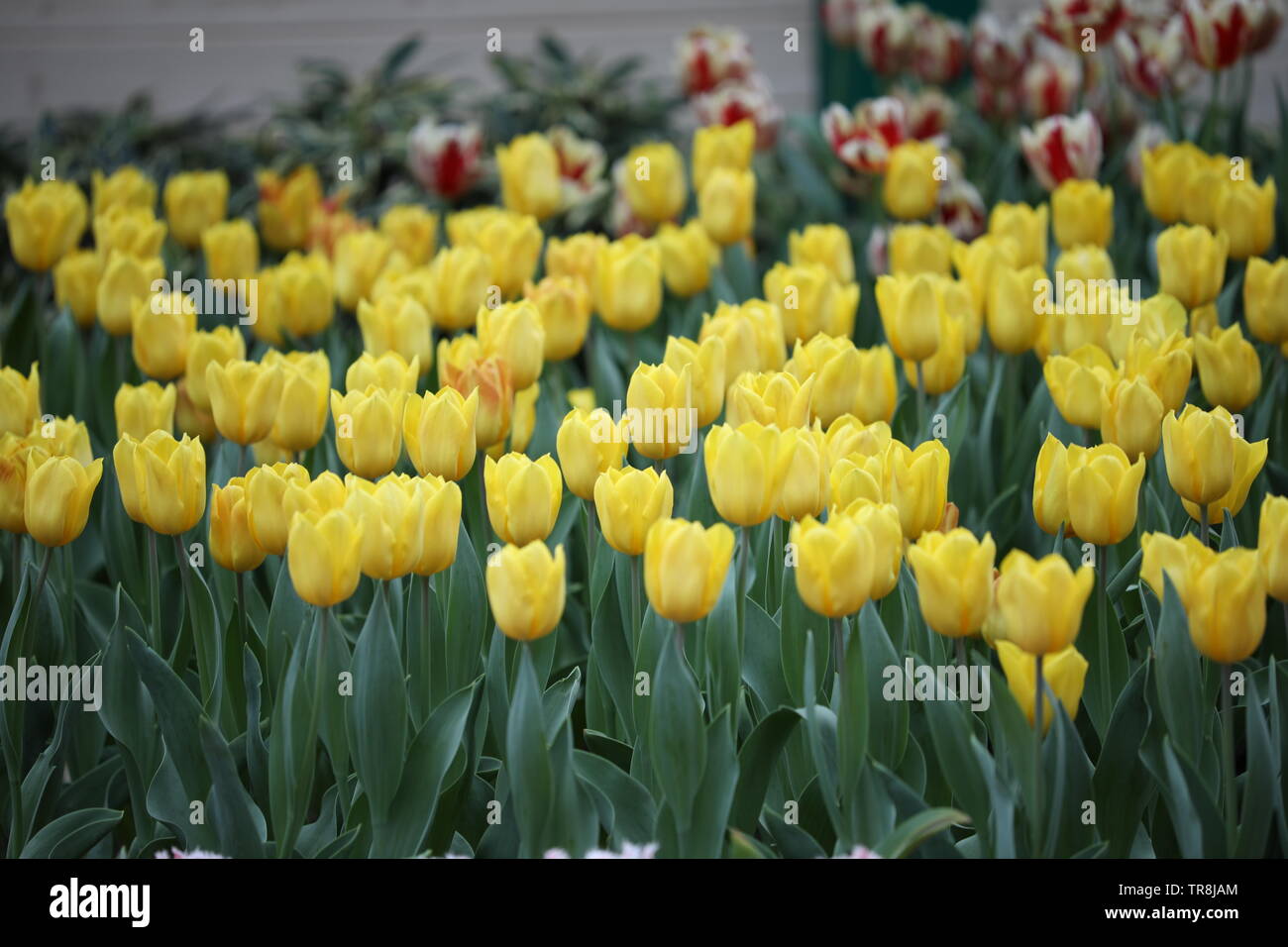 Close-up bello e colorato i tulipani in piena fioritura Foto Stock