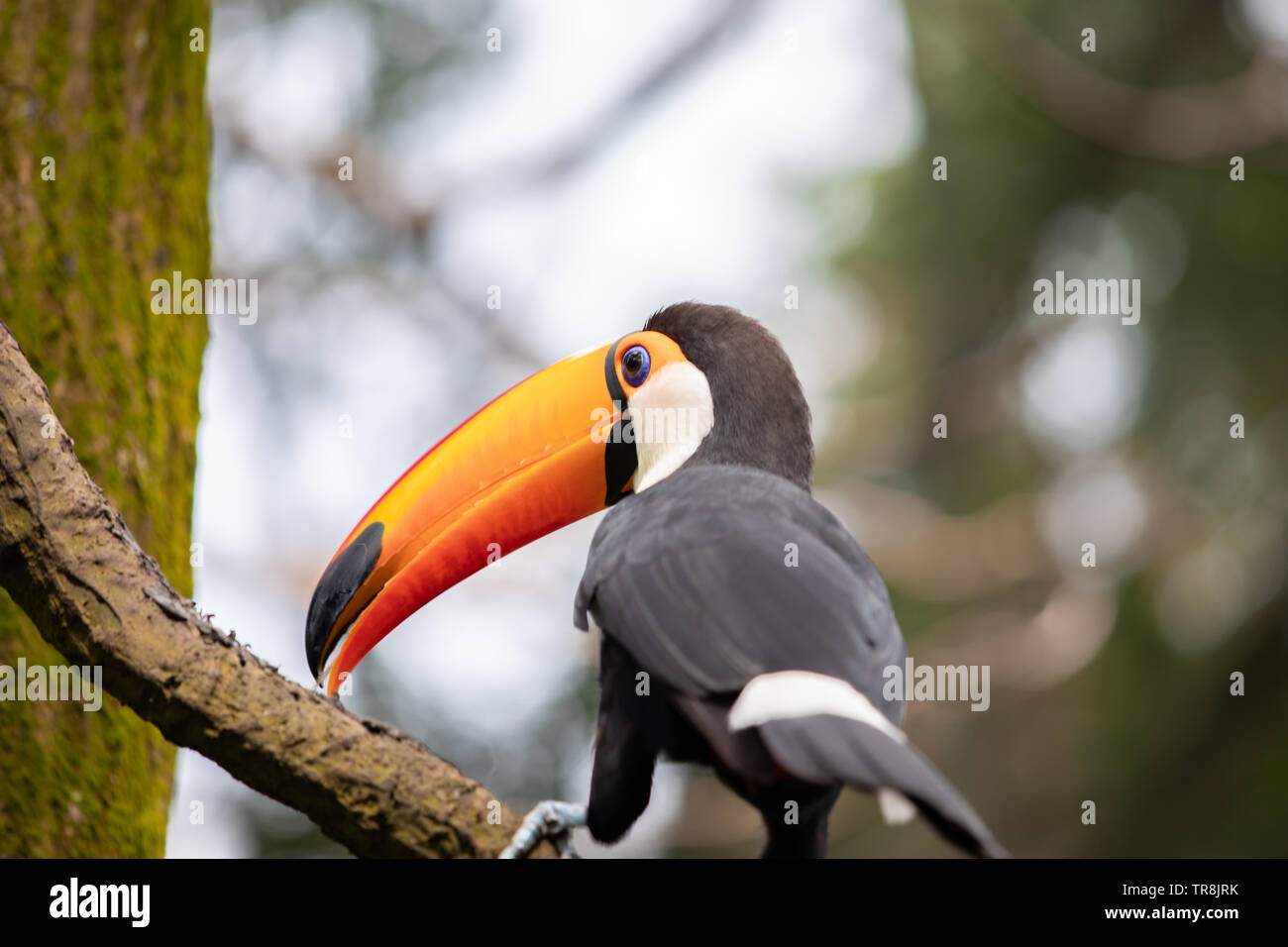 Trasduttore Toco toucan è il più grande e probabilmente il più noto specie nella famiglia toucan. Foto Stock