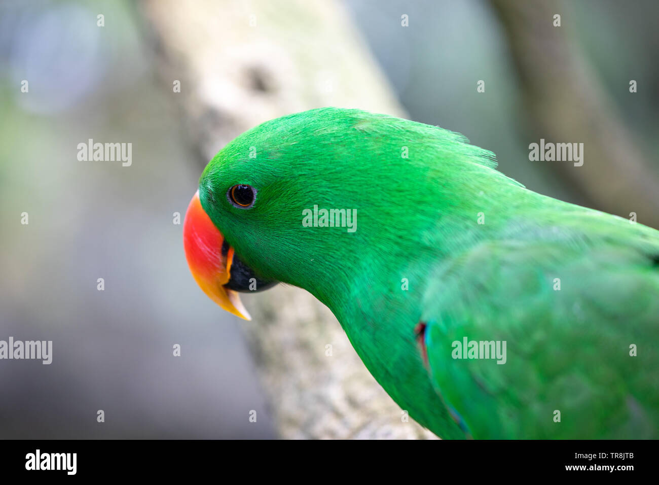 Maschio pappagallo eclectus con luminoso verde smeraldo del piumaggio Foto Stock