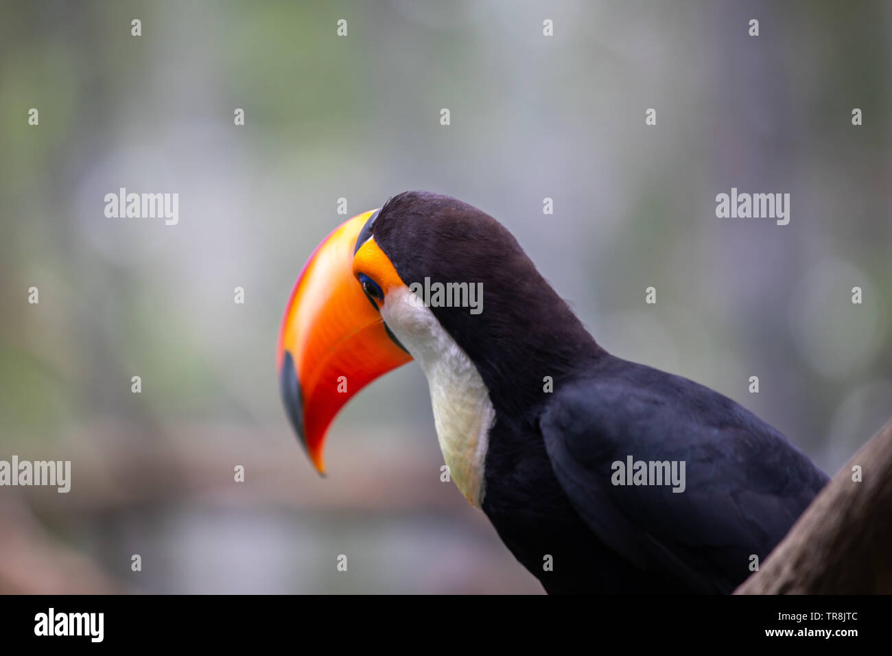 Trasduttore Toco toucan è il più grande e probabilmente il più noto specie nella famiglia toucan. Foto Stock