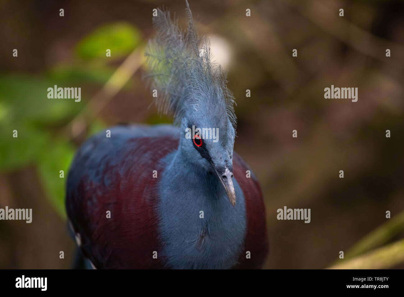 Close-up bella viola coronata di Pigeon Foto Stock