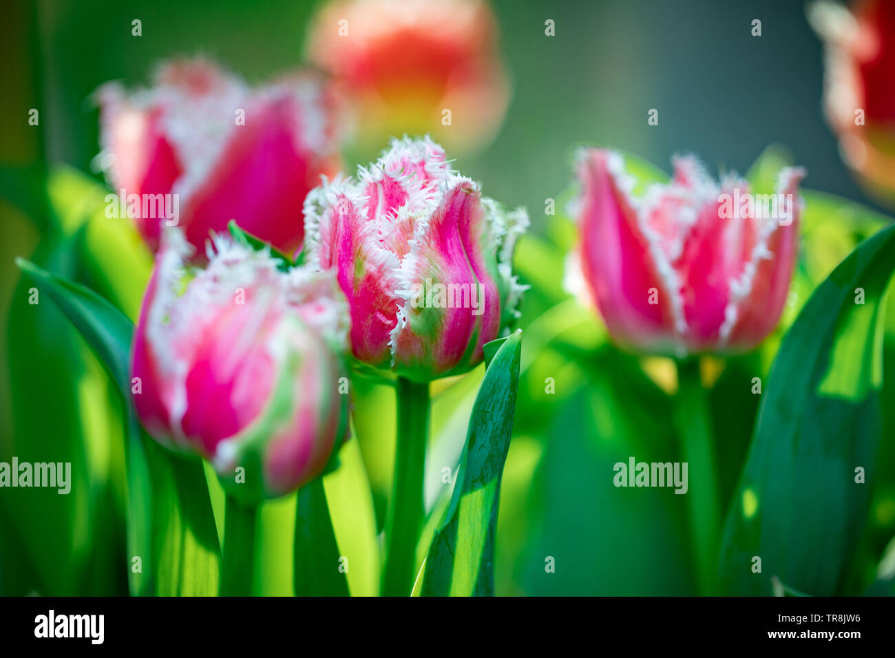 Close-up bellissimi i tulipani Foto Stock