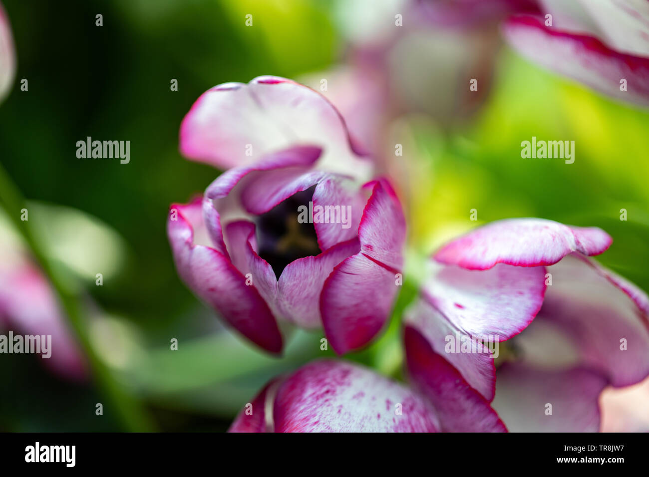 Close-up bellissimi i tulipani Foto Stock