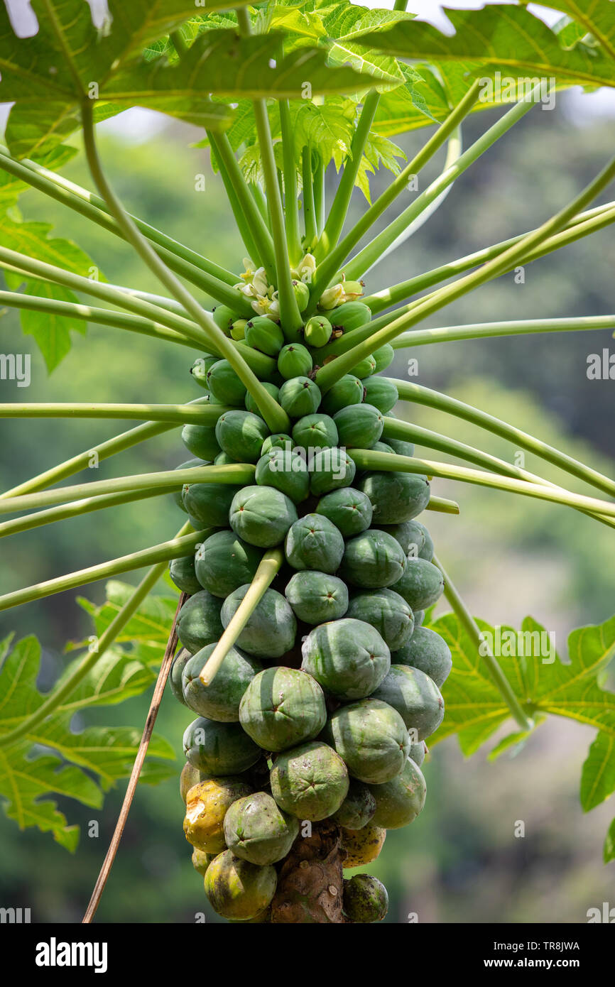 Cerchio verde Papaya frutto Foto Stock