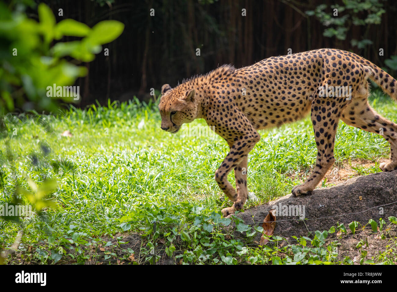 Cheetah da nord, est e sud africa Foto Stock