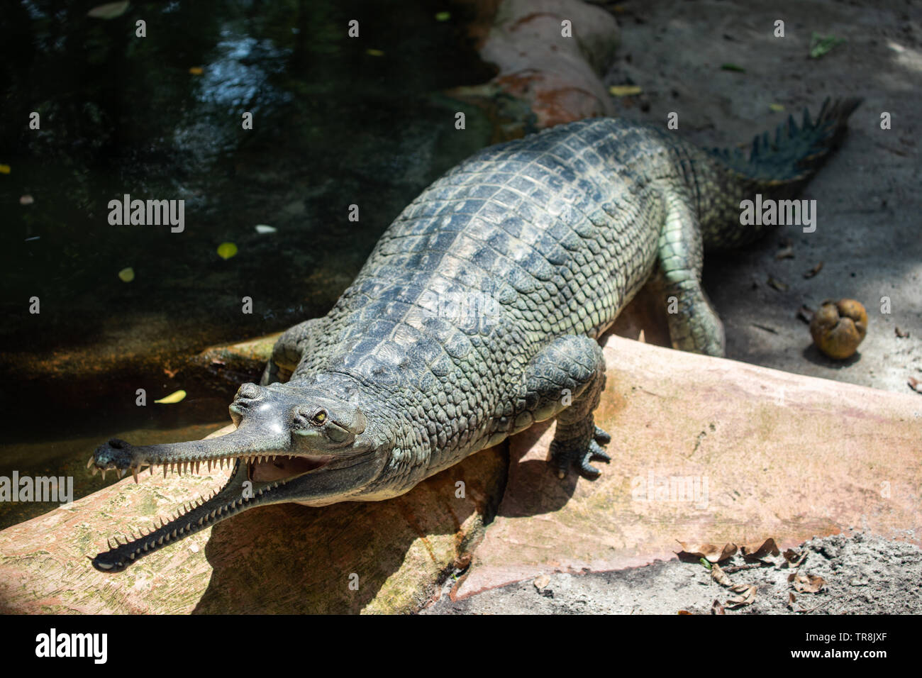 I Gharial noto anche come gavial, si alimenta un coccodrillo nella famiglia Gavialidae Foto Stock