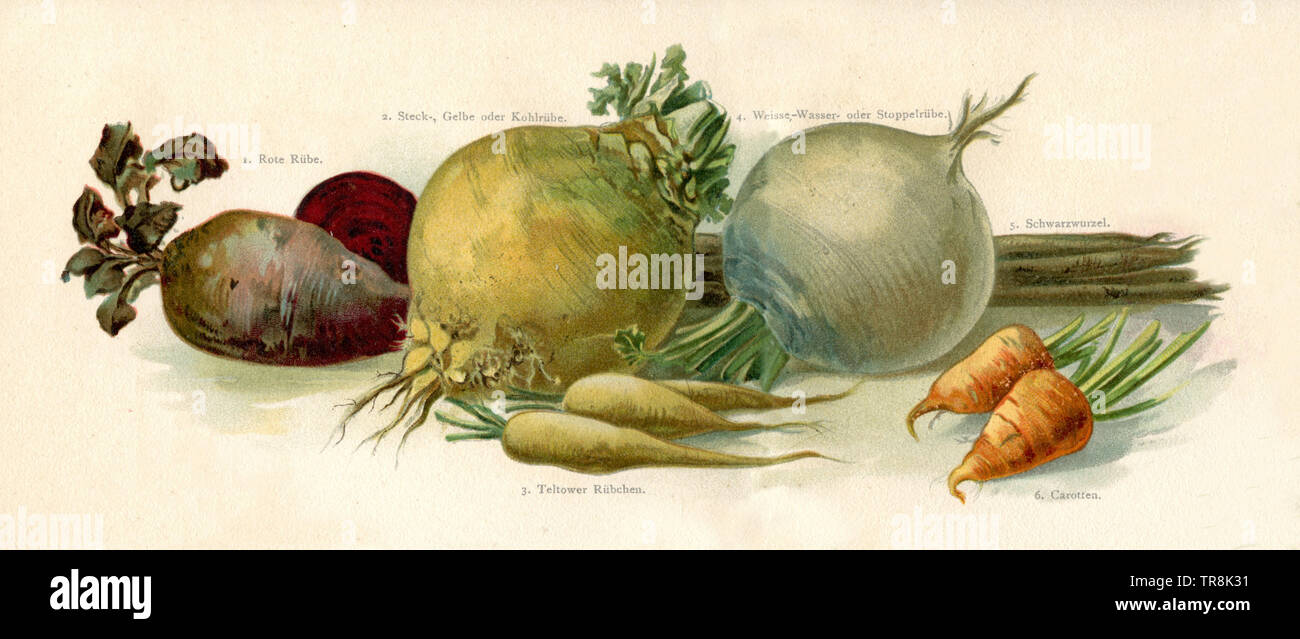 Ortaggi a radice: bietola, rapa, rapa, nero, salsefrica Teltower rapa, le carote , (agricolo Prenota, 1902) Foto Stock