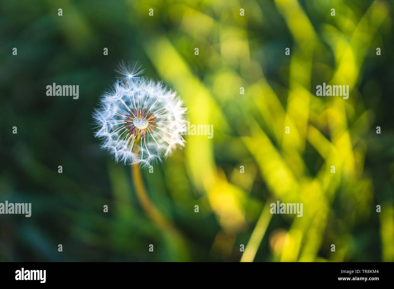 Primo piano di tarassaco (Taraxacum) in Sun Foto Stock