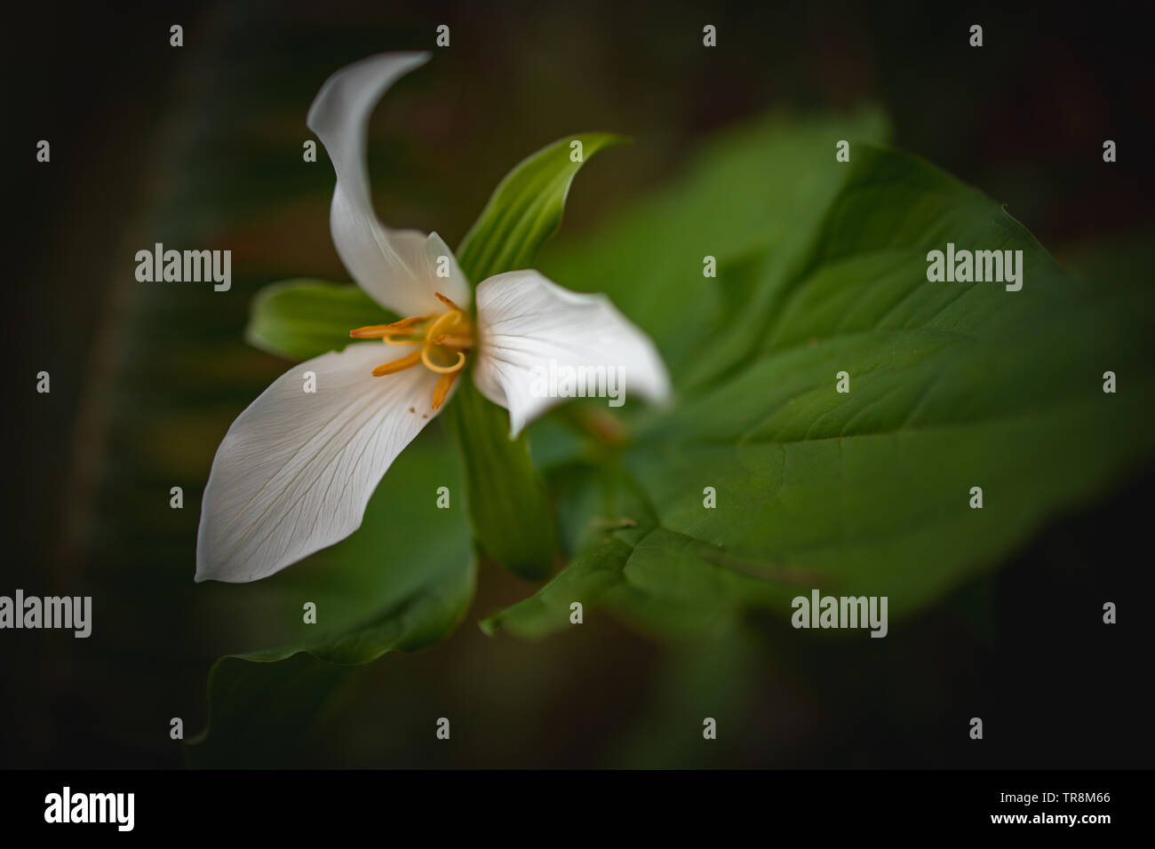 Primo piano della Western Trillium (Trillium ovatum) Foto Stock