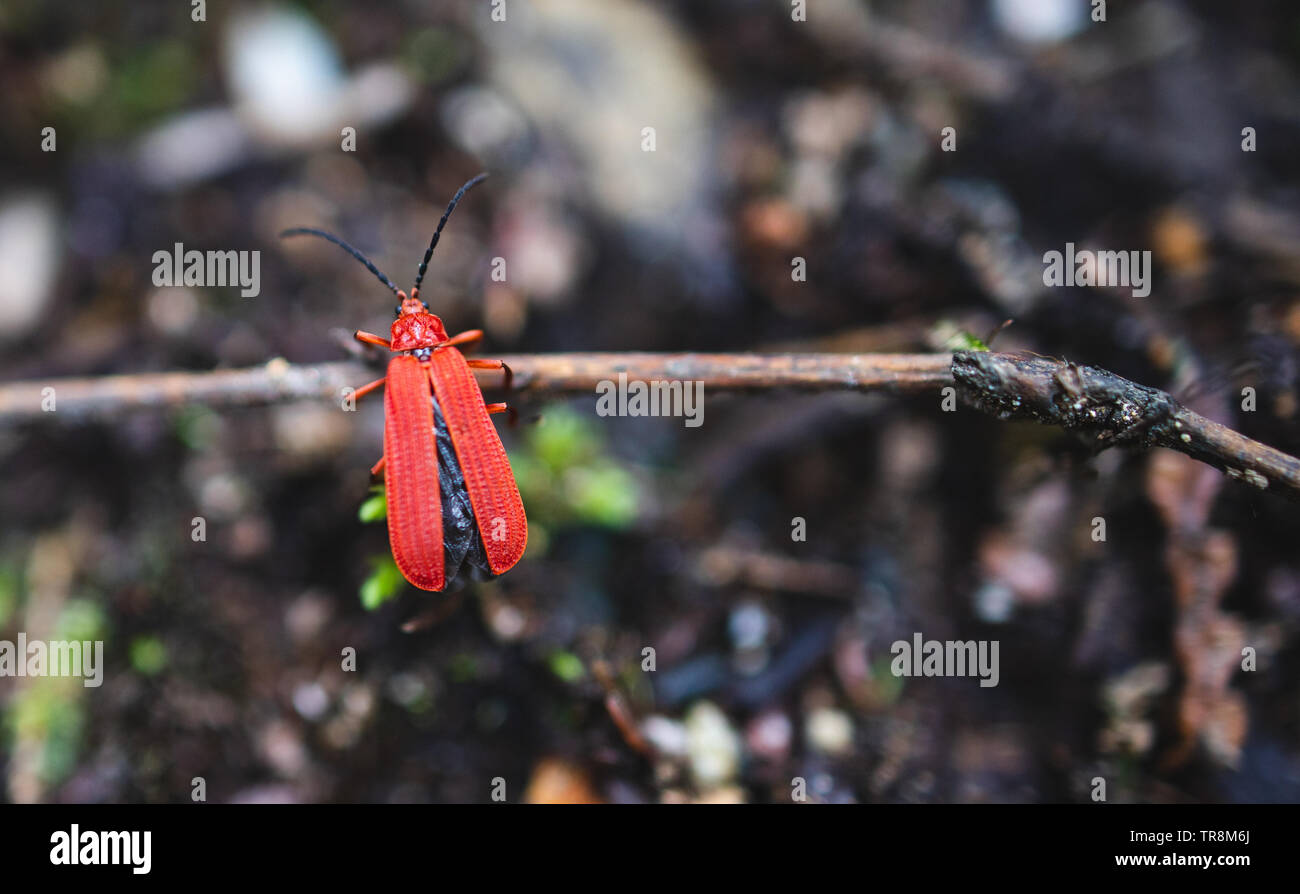 Net-scarabeo alato appeso sul ramoscello Foto Stock