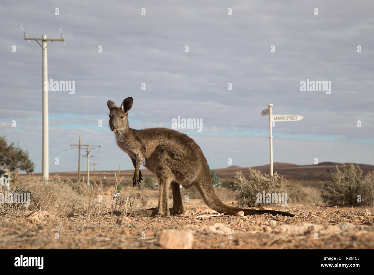 Silverton Nuovo Galles del Sud Australia, un canguro in uno di Silverton's deserte le strade. Foto Stock