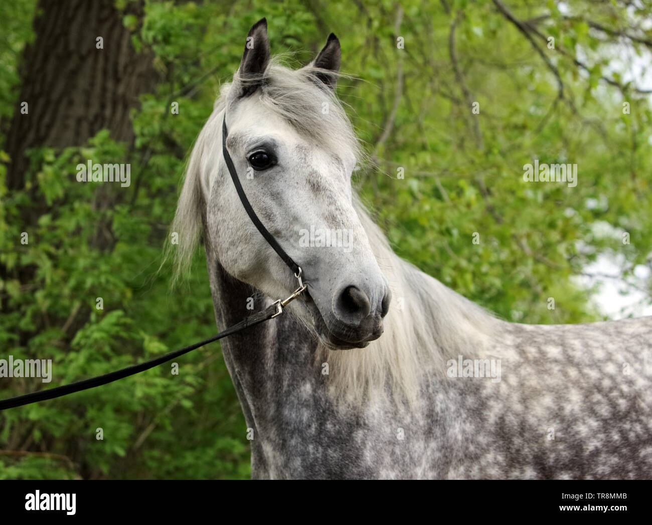 Puro Cavallo Spagnolo o PRE, ritratto contro lo sfondo della natura Foto Stock