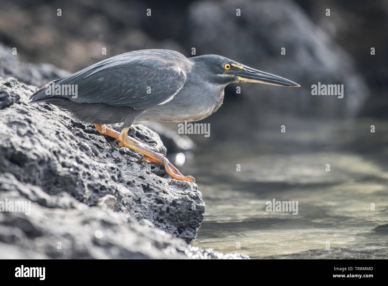 La endemica lava galapagos heron (Butorides sundevalli) è considerato da alcuni una sottospecie o morph colore dell'airone striato (B. striata) Foto Stock