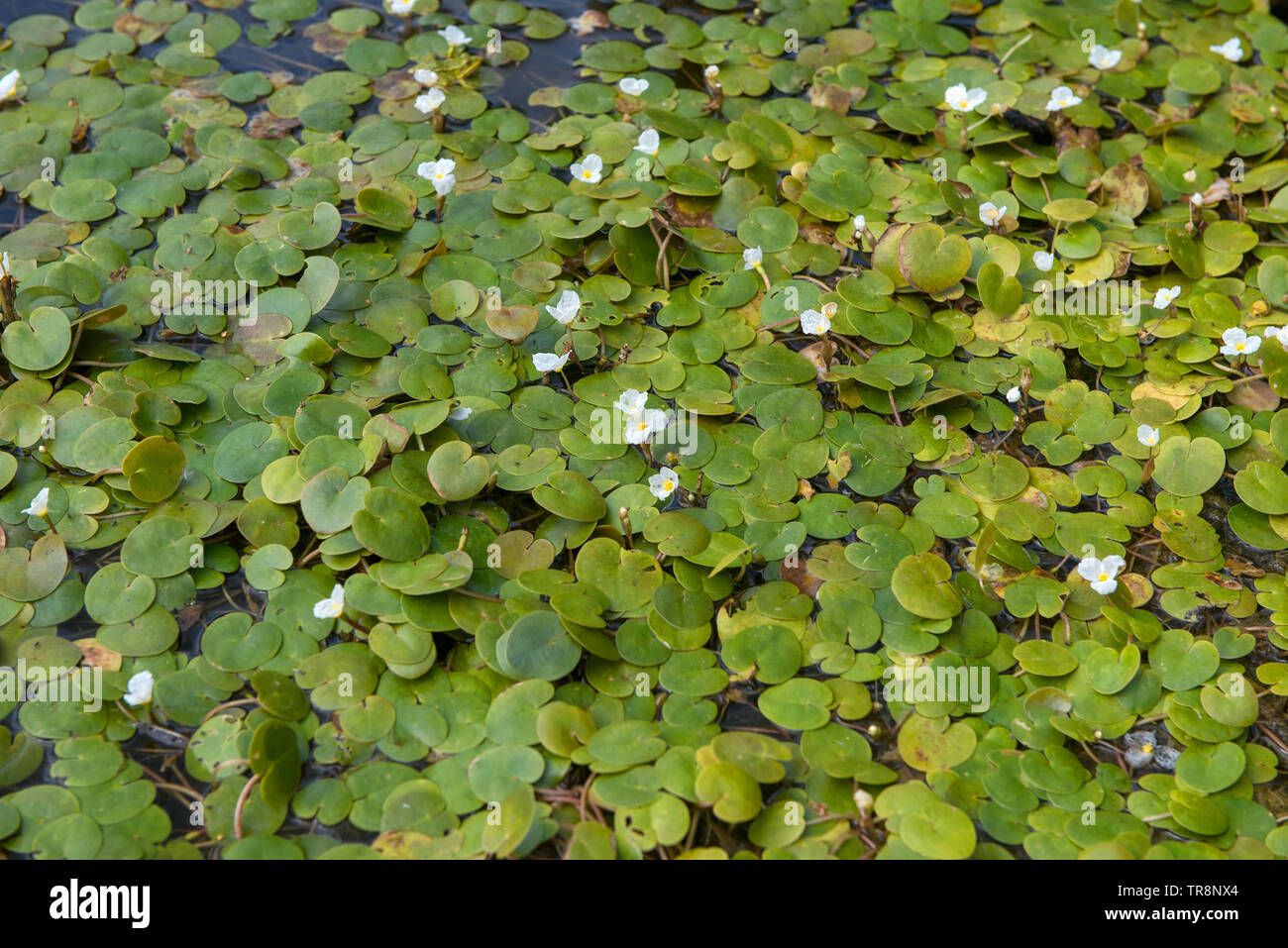 La superficie del lago di foresta ricoperta da alghe Vodokras ordinaria (Hydrocharis morsus-ranae) Foto Stock
