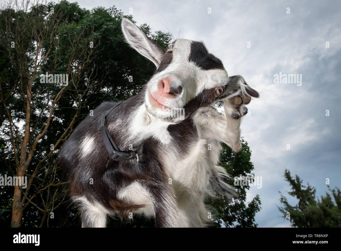 Funny capra sollevare la gamba e strofinare il suo orecchio Foto Stock