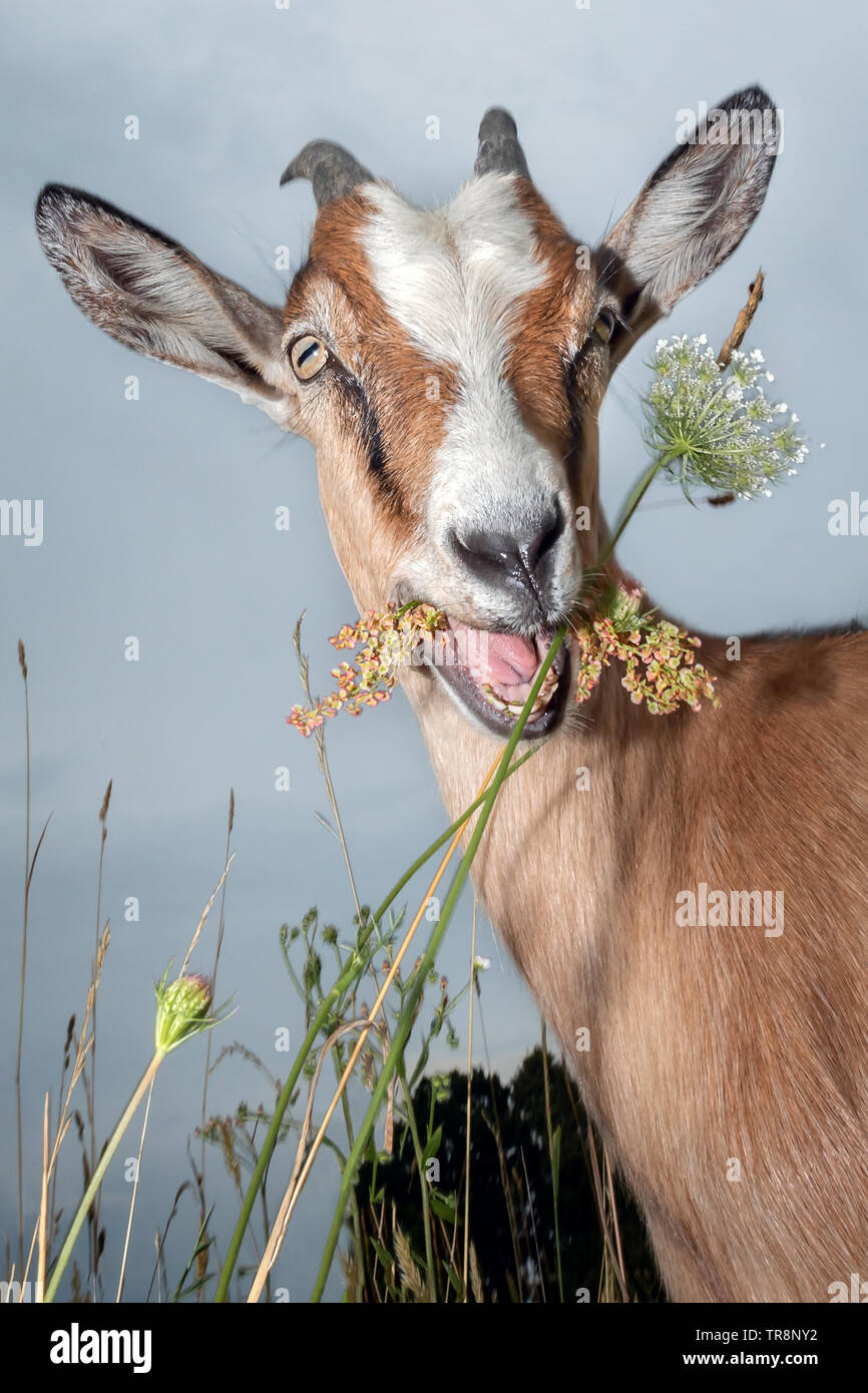 Funny capra sorridente e masticare il fiore nel campo Foto Stock
