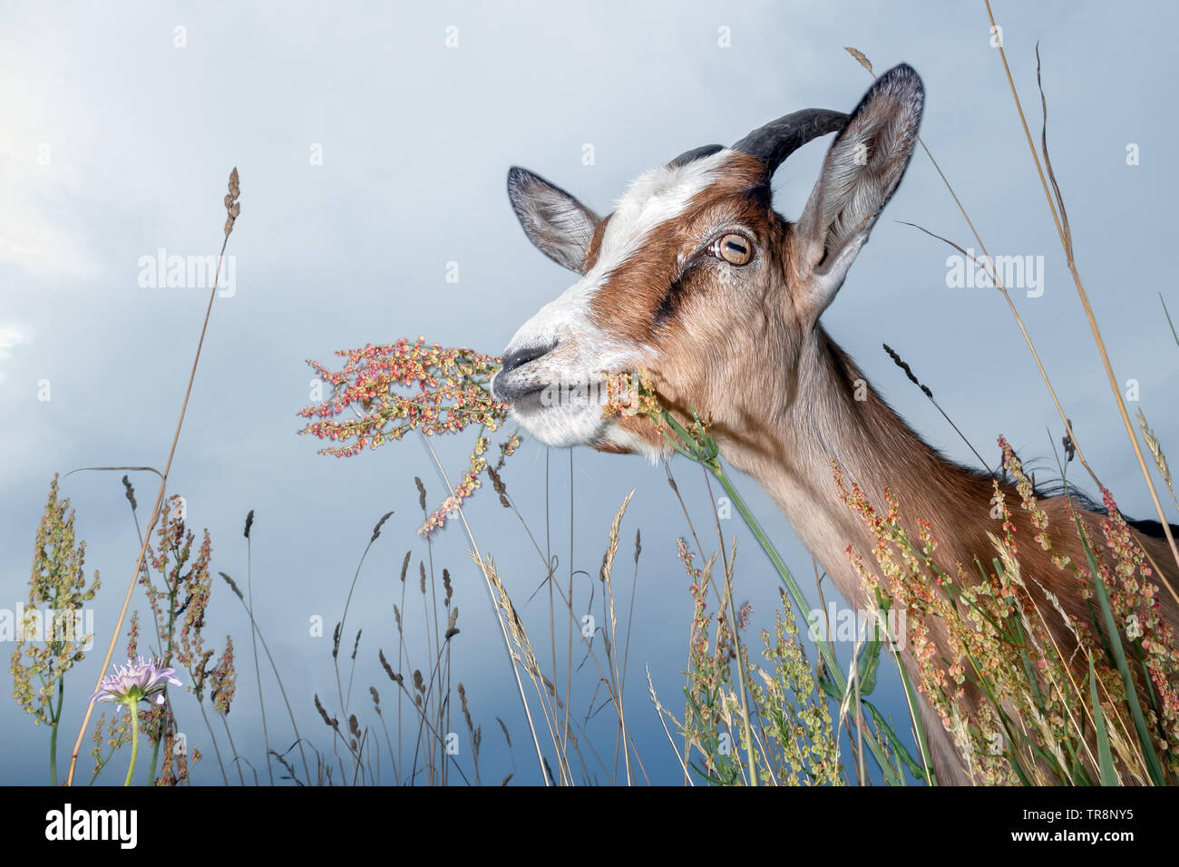 Bella capra in cielo azzurro sfondo, outdoor fiori e piante bents varietà Foto Stock