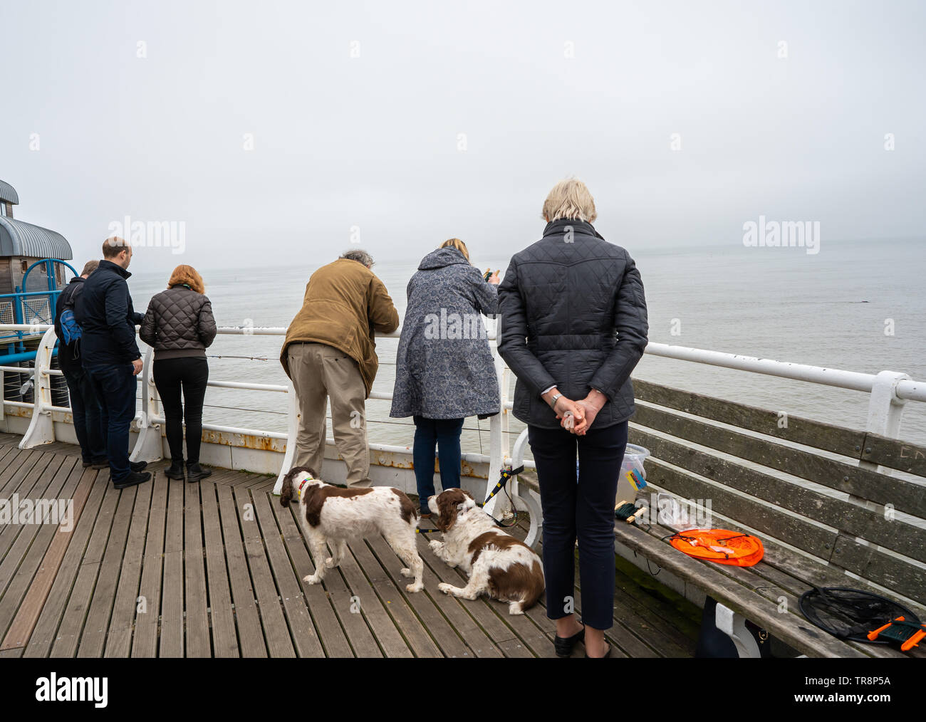 Cromer, Norfolk, Regno Unito. 19 maggio 2019. Un gruppo di famiglia, di età mista e generazioni cercando di catturare i granchi off il molo durate due fegato e white épagneuls Foto Stock
