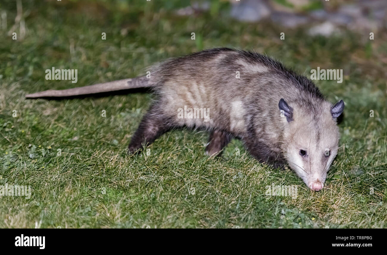 North American Opossum (Virginia Opossum) rovistando in una proprietà residenziale backyard. Foto Stock