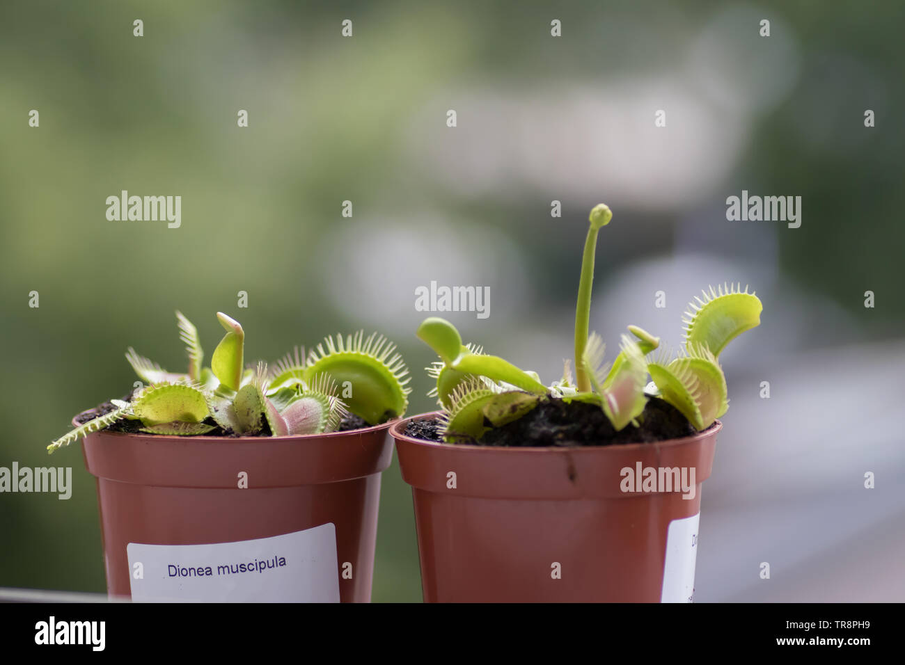 Venus Fly Trap - Dionea Muscipula (in latino) Foto Stock