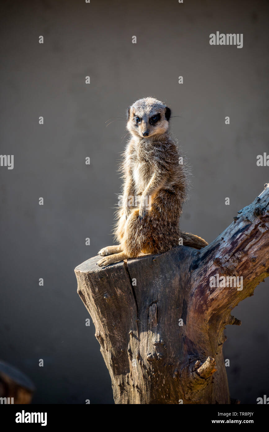 Meerkat al picco di Wildlife Park Foto Stock