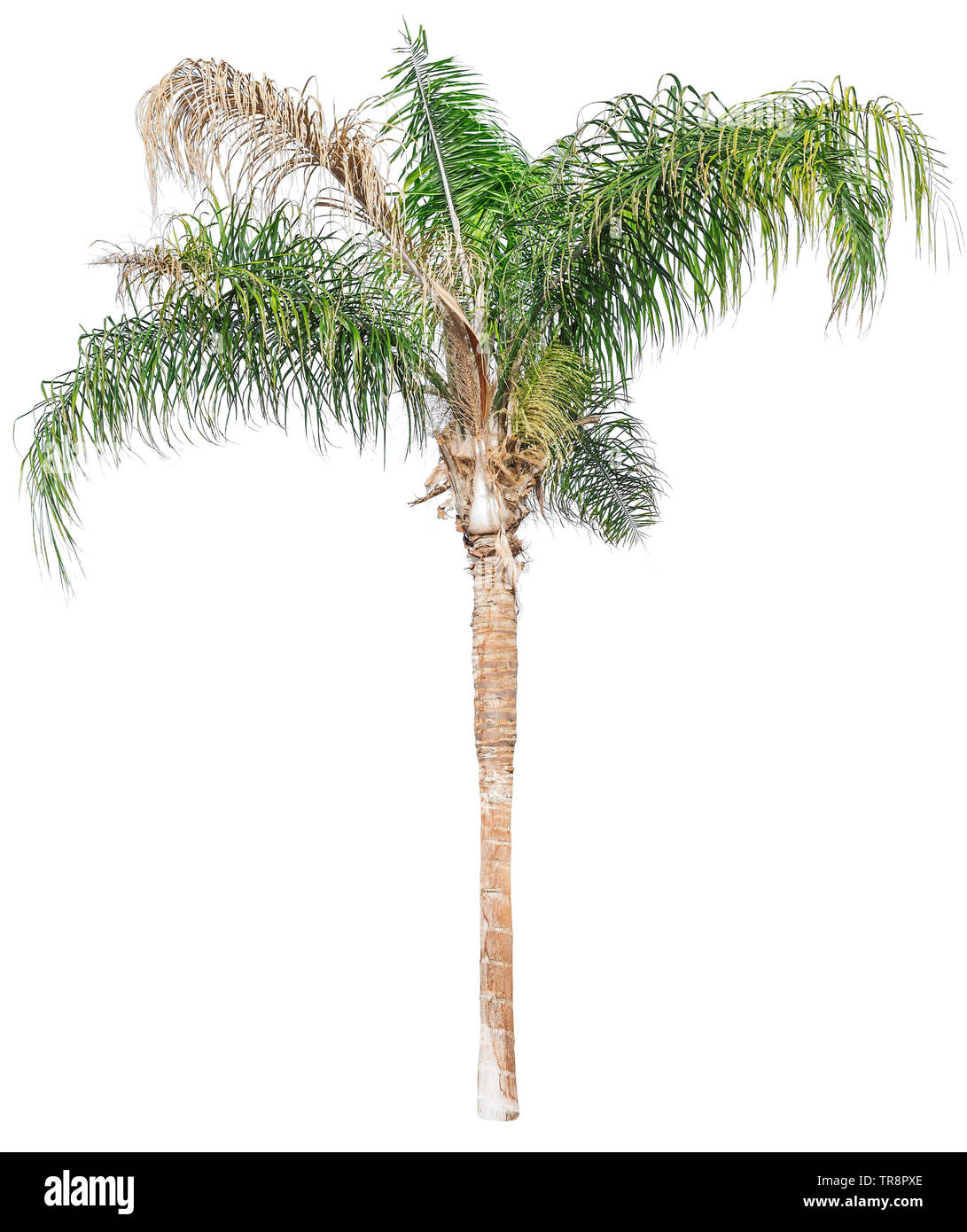 Malati Palm tree isolati su sfondo bianco Foto Stock