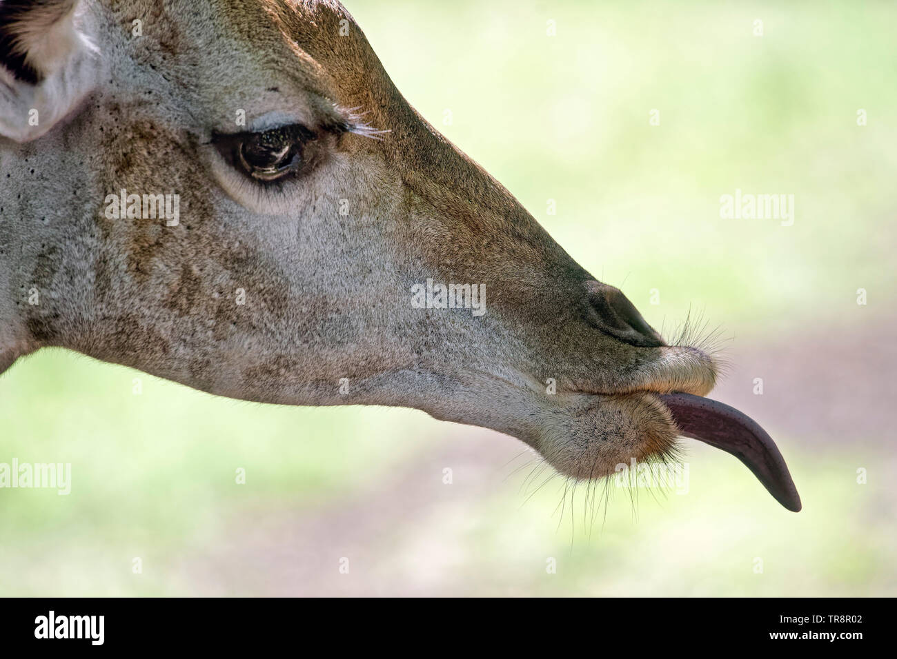 Sud della giraffa - Giraffa giraffa Foto Stock