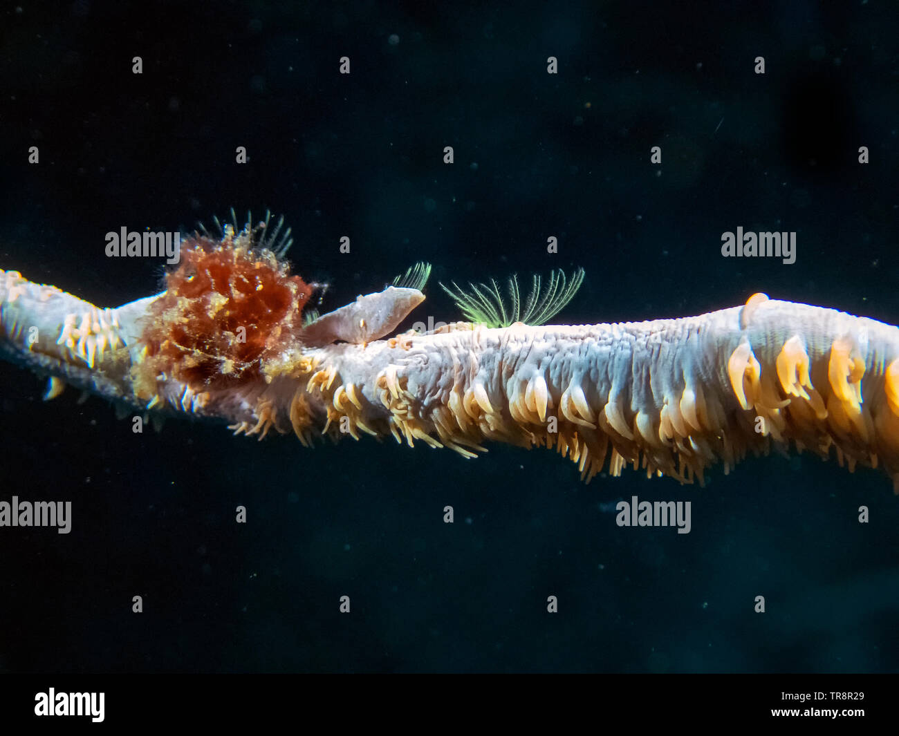 Tiny cirripedi su un pezzo di corallo a frusta di alimentazione del filtro Foto Stock