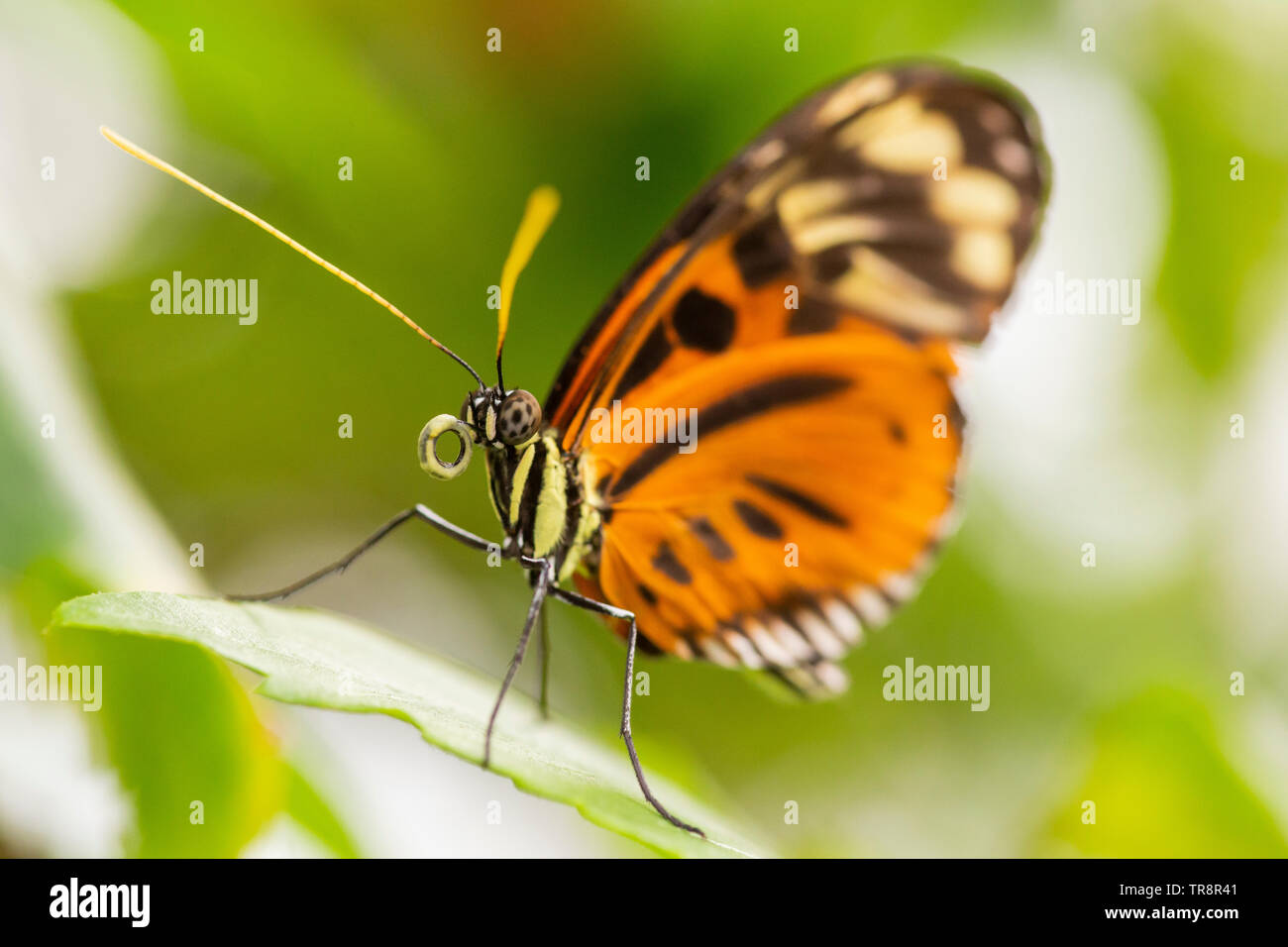 Tiger Longwing Butterfly da vicino, seduta su foglie verdi Foto Stock