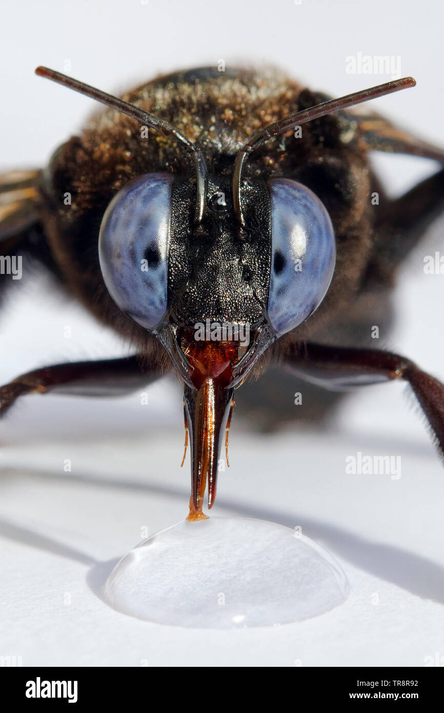 Carpenter bee - Xylocopa fenestrata Foto Stock