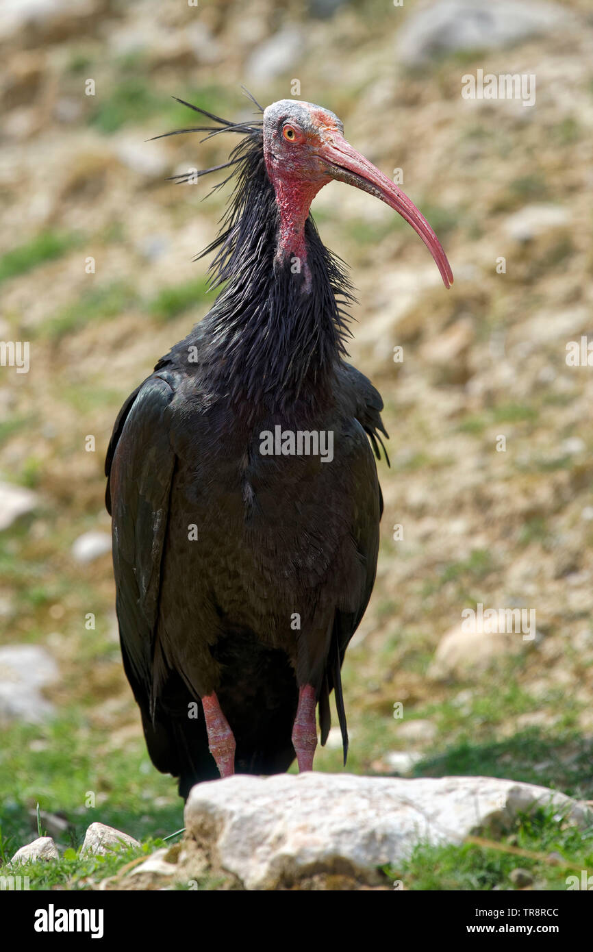 Northern calvo Ibis - Geronticus eremita Foto Stock